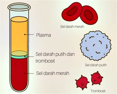 berikut adalah fungsi darah kecuali