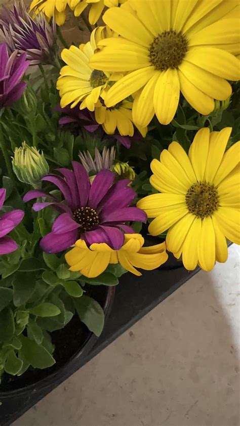 Collecting african daisy seeds : r/gardening
