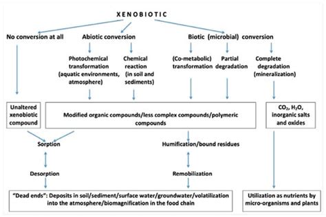 Xenobiotics—Division and Methods of Detection: A Review