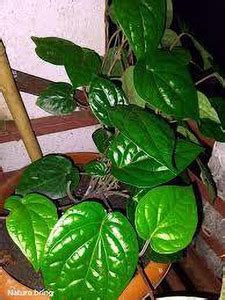 hasi plants Betel Leaf Plant Price in India - Buy hasi plants Betel ...
