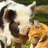 Image result for Beautiful Animal Friends