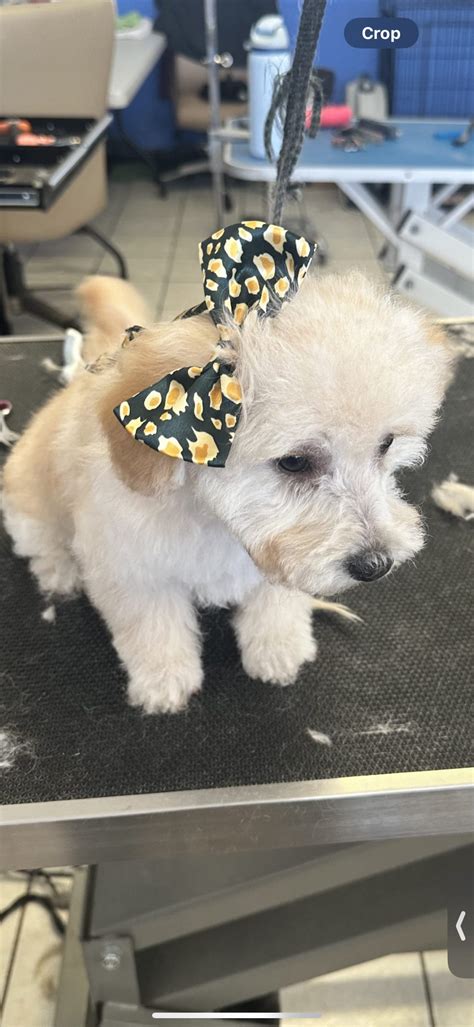 Dog Grooming Albuquerque | from start to finish