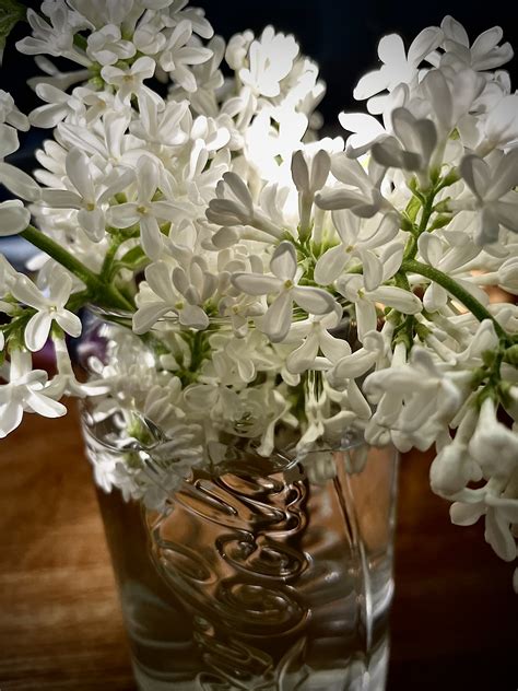 Smell the lilacs by AnnieBee61 on DeviantArt
