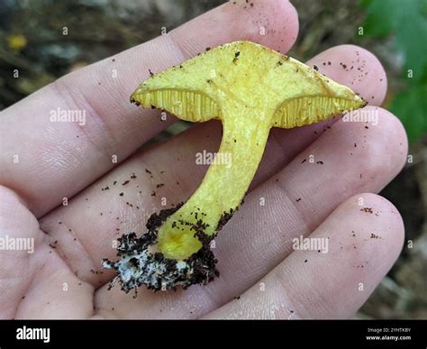 Chicken Fat Mushroom (Suillus americanus Stock Photo - Alamy