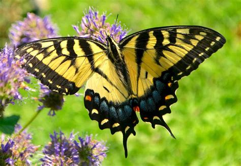 Tiger Swallowtail Insect Facts - Papilio glaucus - A-Z Animals