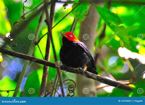 Red Capped Manakin, Costa Rica Stock Image - Image of animals, head: 16750331