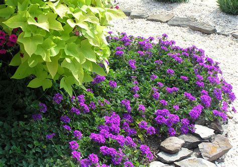 Verbena Plant Care Verbena Plant Green Ocean: Buy Plants Online