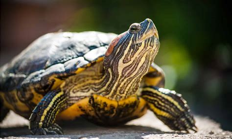 How Big Do Red-Eared Sliders Get? - A-Z Animals
