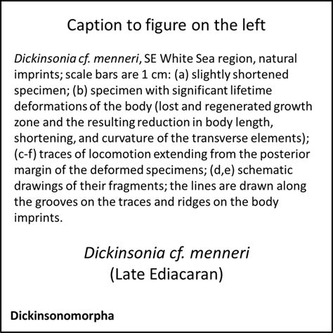 Evolution of Animals 的图像结果