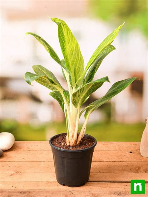 Plantscaping (1/4) - How top co-working spaces are modernizing the ...
