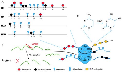Image result for Modification of Histone Tails