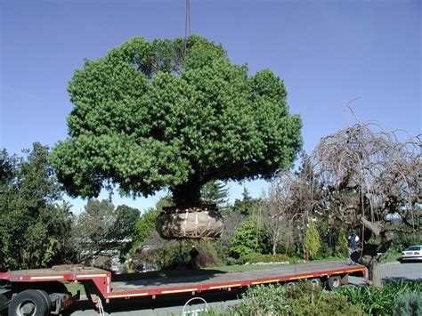 How To Transplant A Large Tree - HSIWA