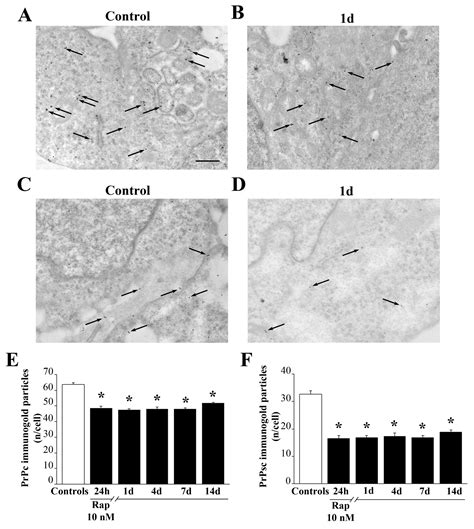 Autophagy Activation Associates with Suppression of Prion Protein and ...