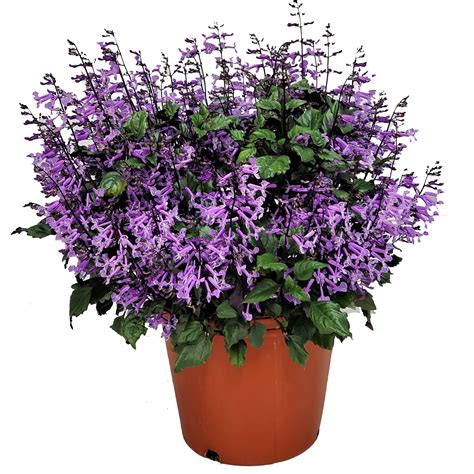 "Tropical Plants of FL - Mona Lavender Plectranthus, 22""-24"", Full ...