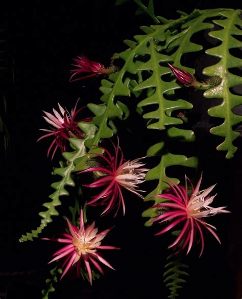 Selenicereus anthonyanus (syn. Cryptocereus anthonyanus) the fish bone ...