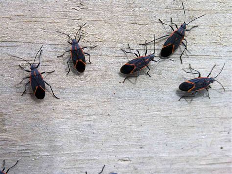 4 Ways to Kill Boxelder Bugs, Straight From Pros