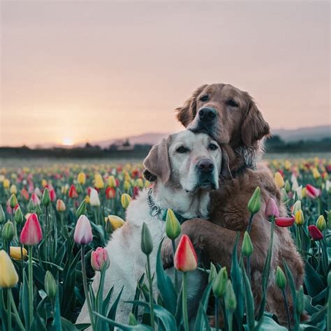 "Sunrise, tulip, and hugging dogs. What more could you need?" writes ...