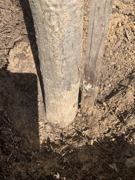 Finding Tree Root Flare 的图像结果