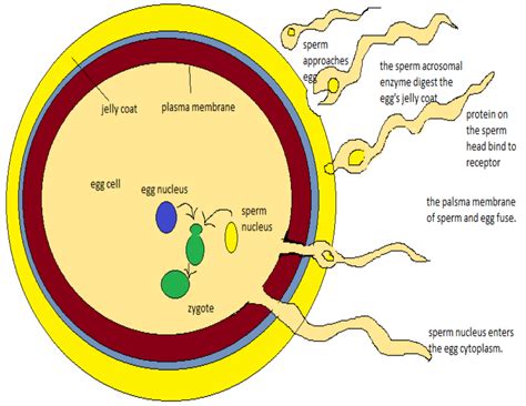 Image result for Process of Fertilization Diagram