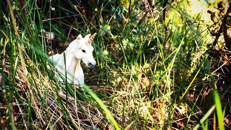 10 Unicorn Facts