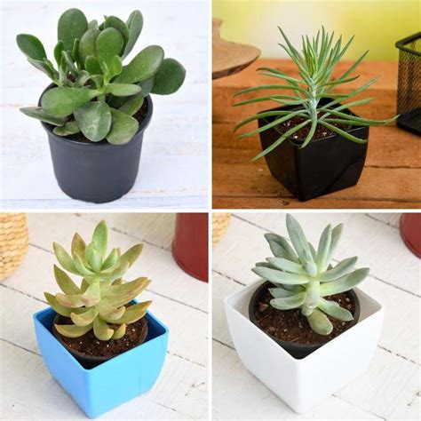 Buy Top 4 Die Hard Succulents Pack online from Nurserylive at lowest price.