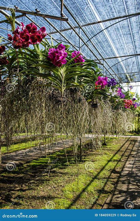 Hanging Orchids Near Chiangmai, Thailand Stock Image - Image of roots ...