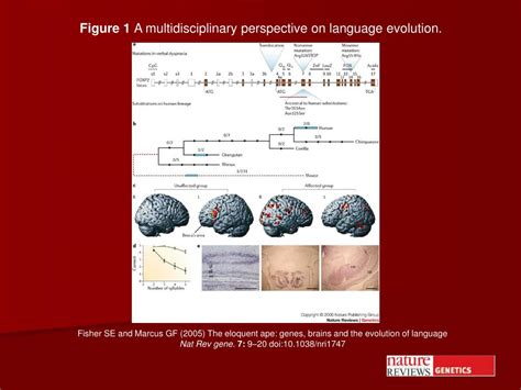 Language change Language Evolution Videos 的图像结果
