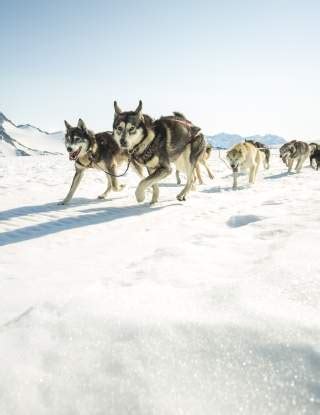 Dog Sledding
