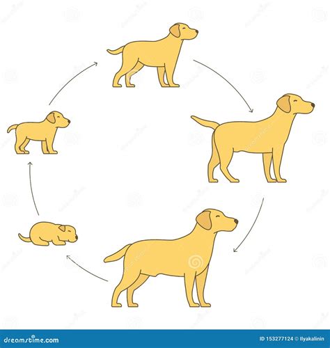 Life Cycle Of A Dog