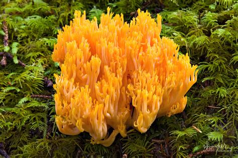 Coral Fungus Coral Fungi Comox Valley NatureComox Valley Nature