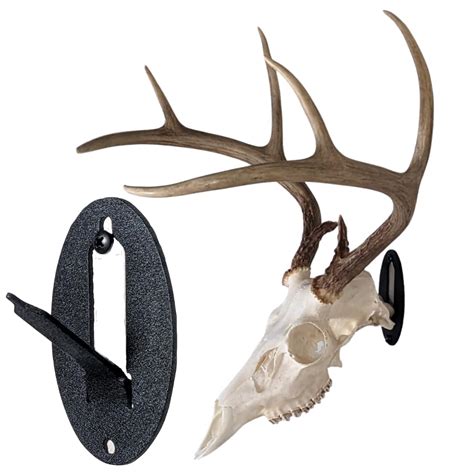 Whitetail Hjort Skull Mount