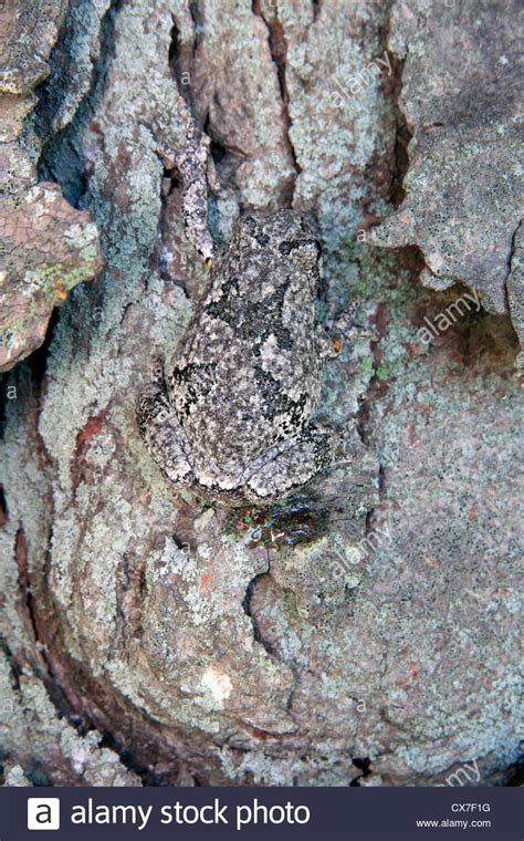 Image result for Common Gray Tree Frog