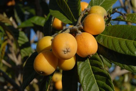 15 things to know about loquats, aka 'Chinese plums' or 'nisperos'
