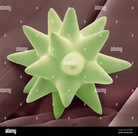 Sponge spicule. Coloured scanning electron micrograph (SEM) of the ...
