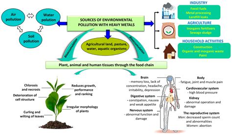 Integrated Assessment of Pb(II) and Cu(II) Metal Ion Phytotoxicity on ...