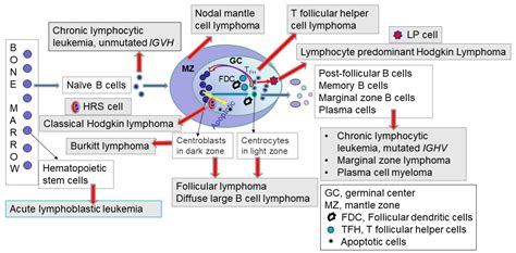 Diagnosis and Molecular Pathology of Lymphoblastic Leukemias and Lymphomas in the Era of ...