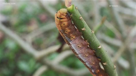 Army worms Georgia 2021 | 11alive.com