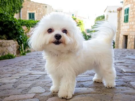 Maltese Bichon: The Playful and Affectionate Toy Breed Mix