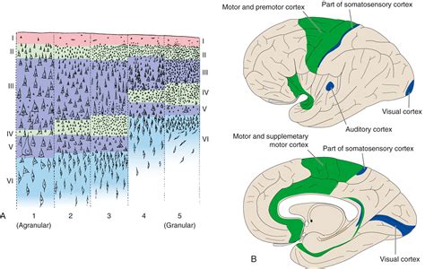 Cerebral Cortex - Clinical Tree