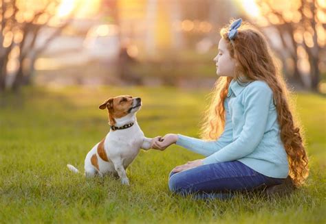 13 Best Small Dog Breeds For Families [Household Guide] | ChatterSource