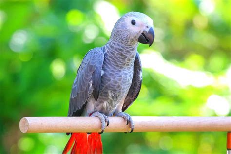 How Much Does an African Grey Parrot Cost? (2026 Updated)