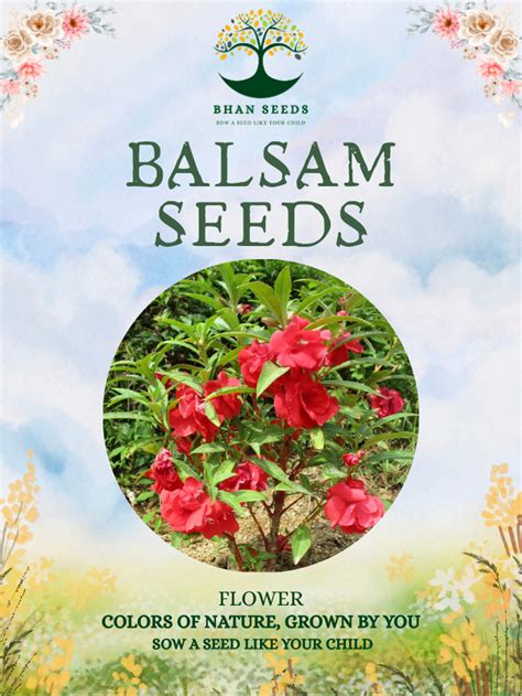 200+ Balsam Flower Seeds – Bhan Seeds