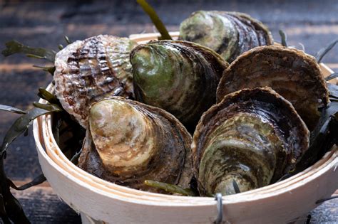 Types Of Oysters In California at Lucinda Mccathie blog