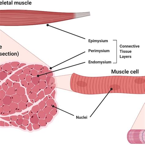 Image result for Skeletal Muscle Functional Unit