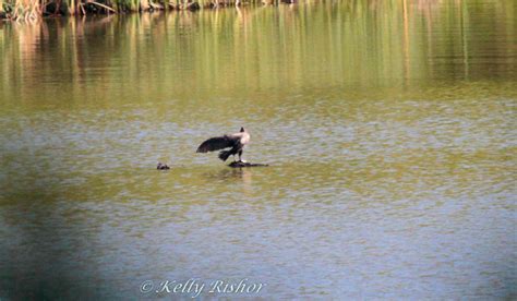 Image result for Bird Addiction Animation