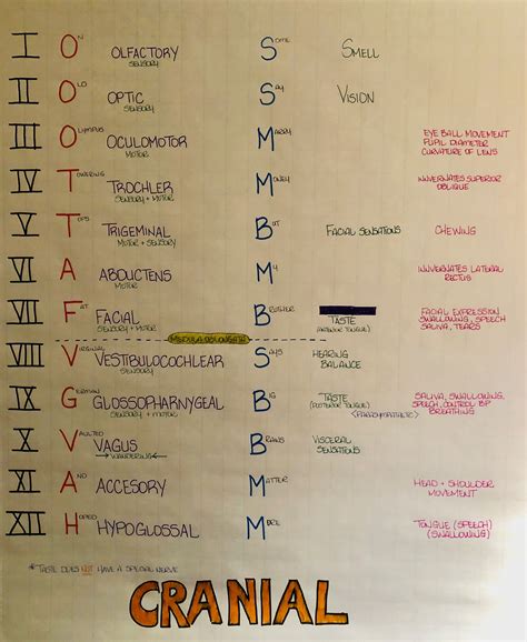 Acronym Mnemonics For Remembering 12 Cranial Nerves - StudyPK | Nursing ...
