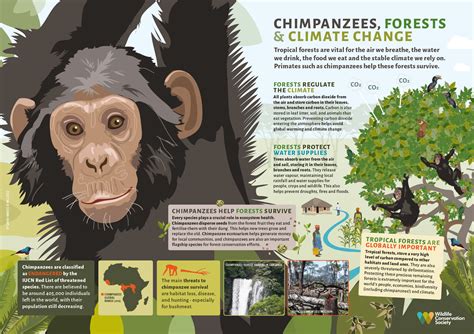 Chimpanzees Habitat Facts