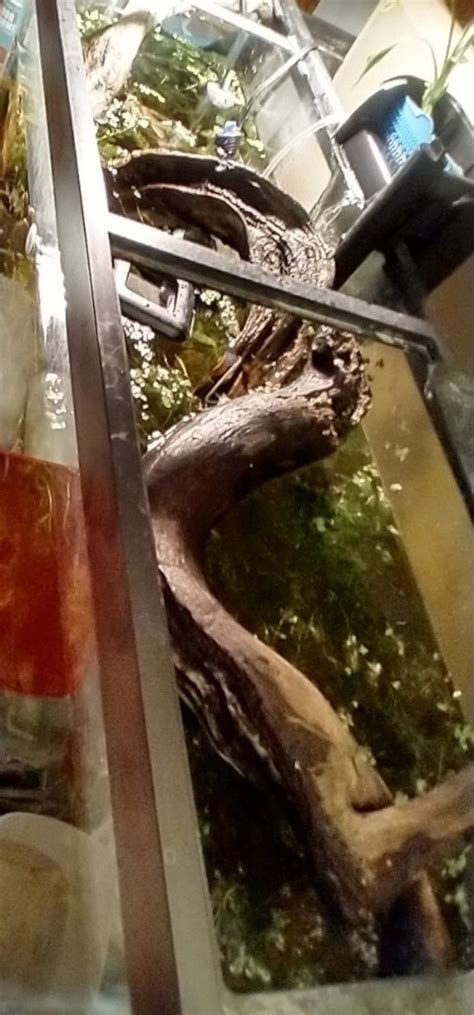 Java Moss Dry Start 的图像结果