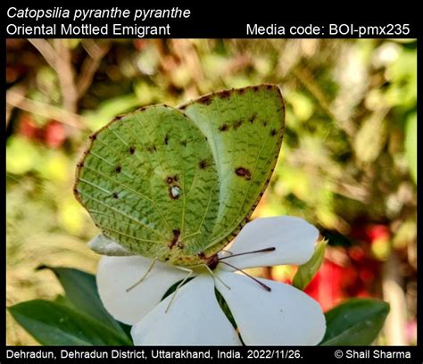 Catopsilia pyranthe pyranthe | Butterfly