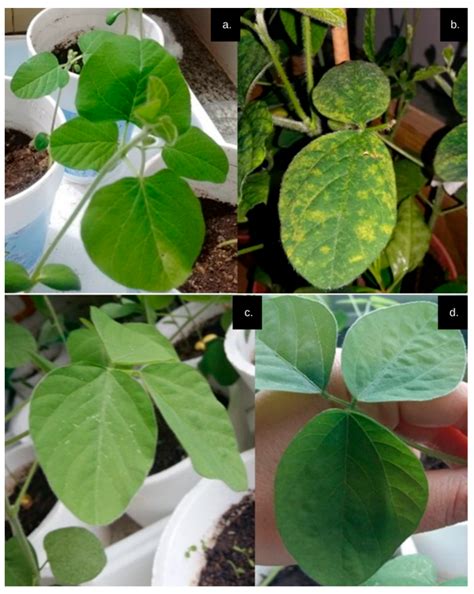 Plant-Derived Essential Oils and Aqueous Extract as Potential ...